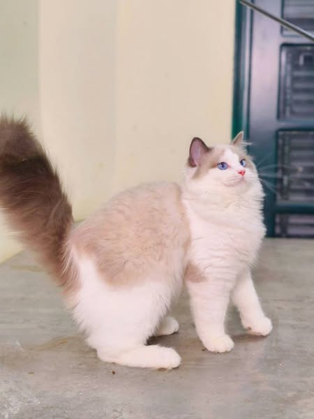 Ragdoll