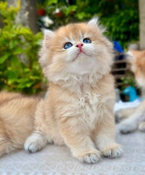 British Longhair