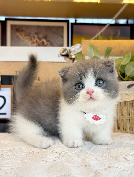 Munchkin Fold