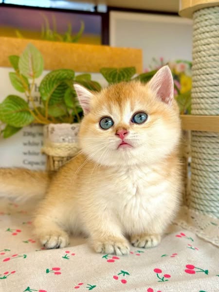 Munchkin