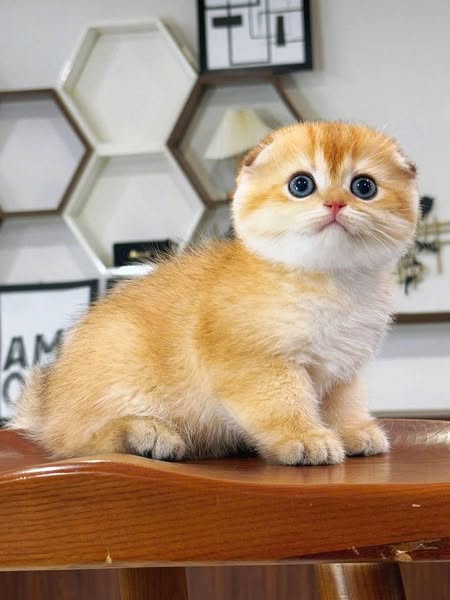 Scottish Fold