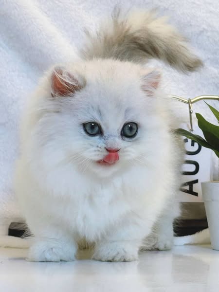 Munchkin Longhair