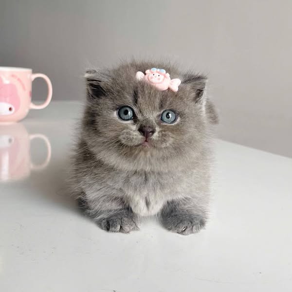 Munchkin Fold
