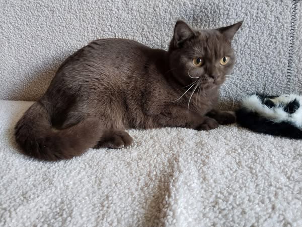 British Shorthair