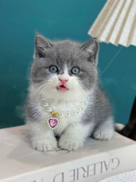 Munchkin