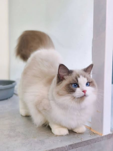 Ragdoll