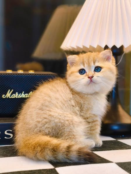 Scottish Fold