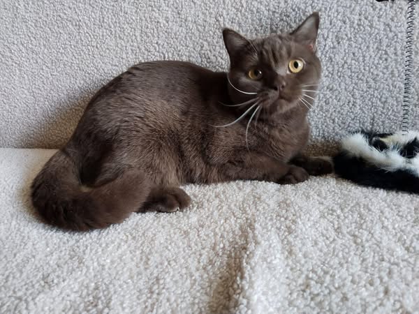 British Shorthair