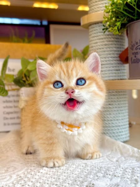 Munchkin