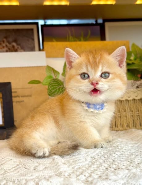 Munchkin
