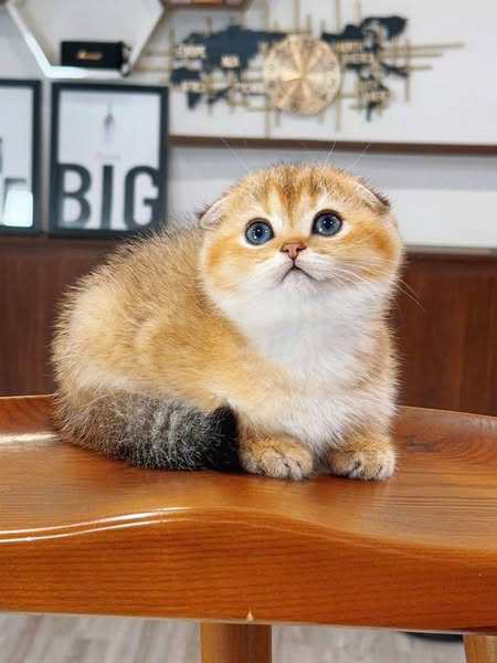 Scottish Fold