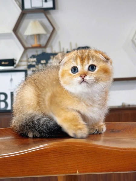 Scottish Fold