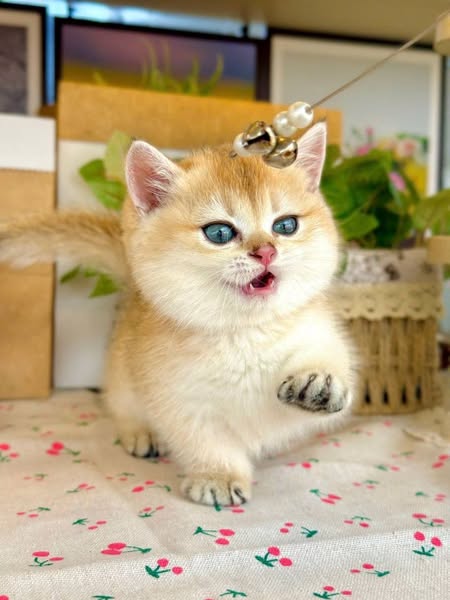 Munchkin