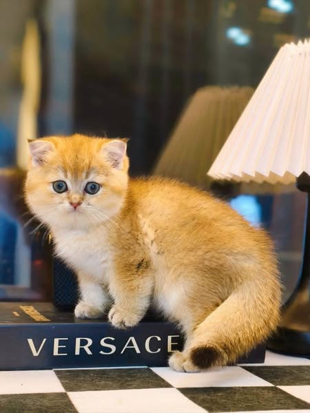 Scottish Fold