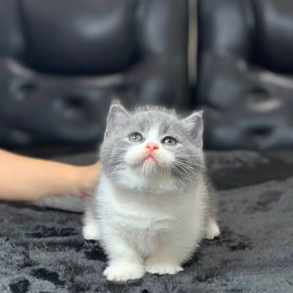 Munchkin