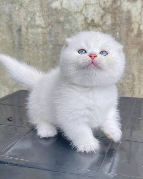 Munchkin Fold