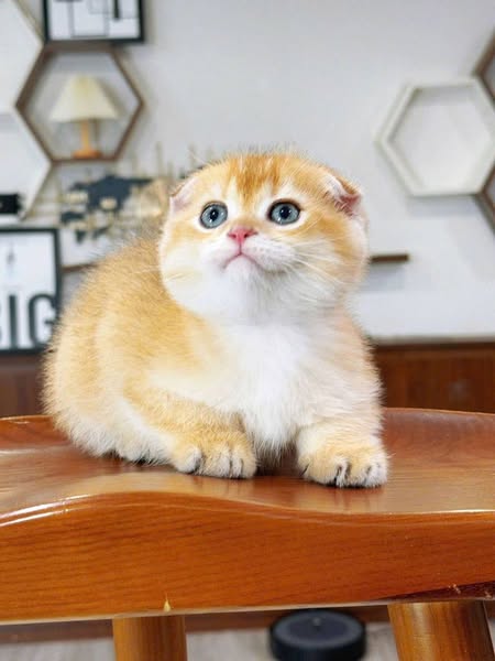 Scottish Fold