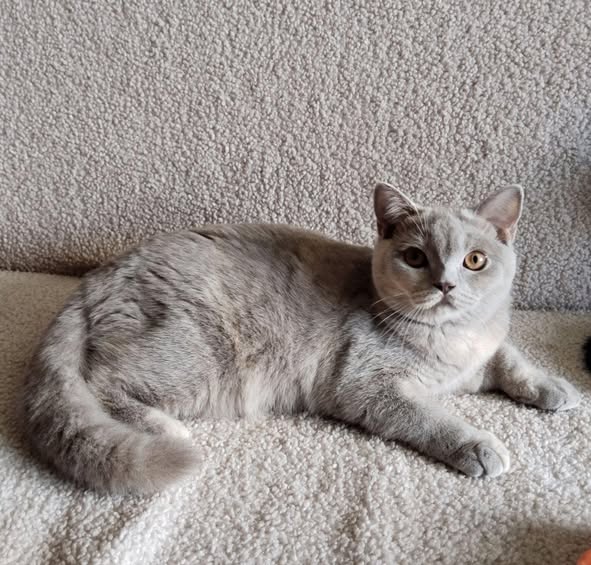 British Shorthair