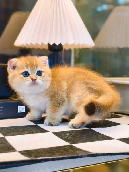 Scottish Fold