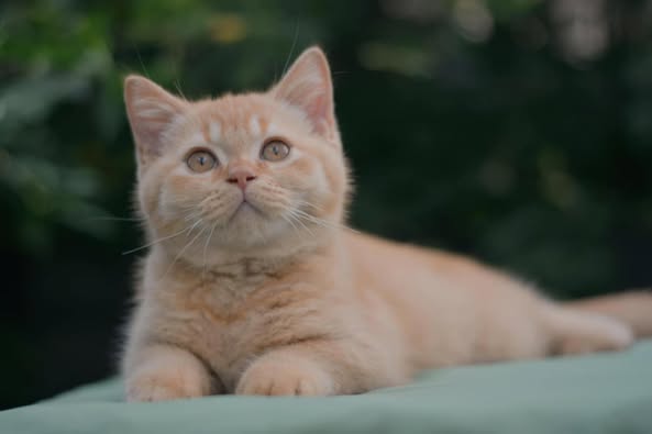 British Shorthair