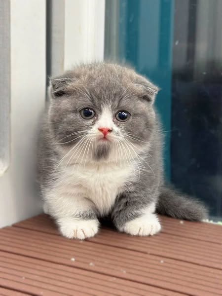 Munchkin Fold