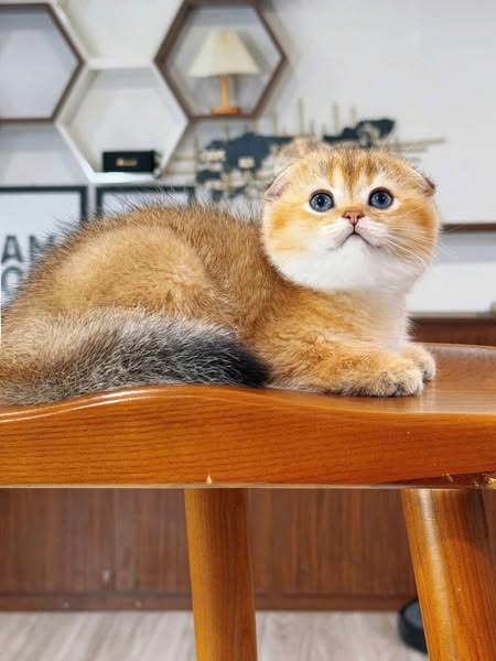 Scottish Fold
