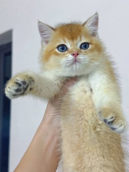 British Shorthair