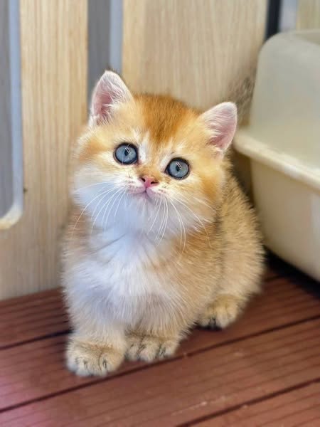 Munchkin