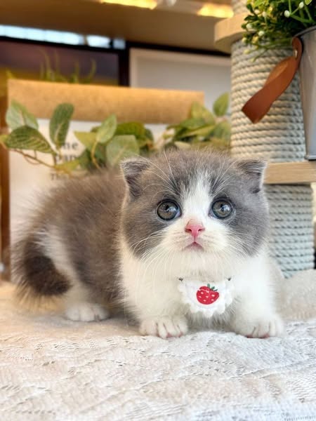 Munchkin Fold