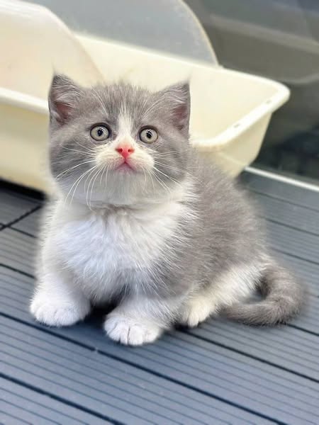 Munchkin