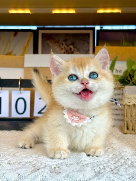Munchkin