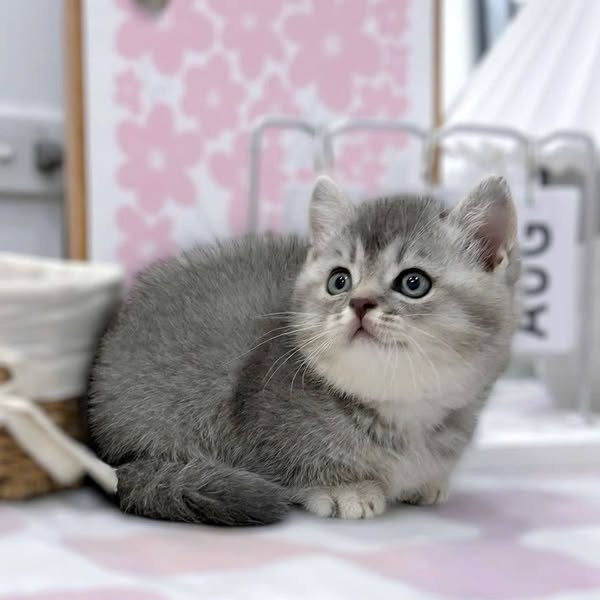 Munchkin