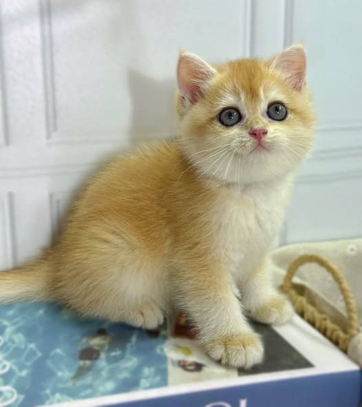 British Shorthair