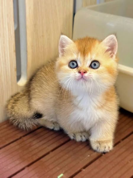 Munchkin