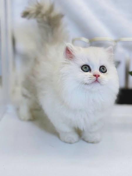 Munchkin Longhair