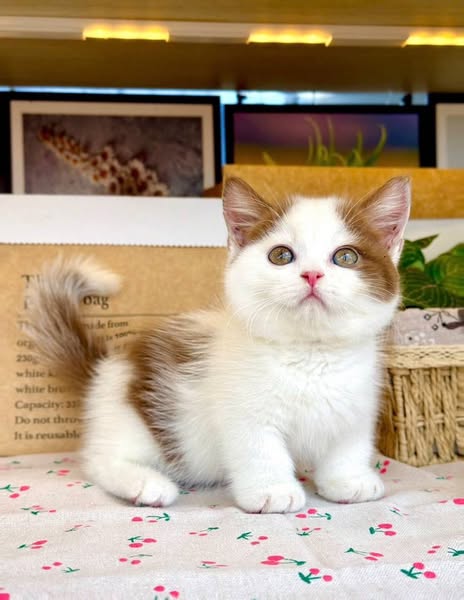 Munchkin