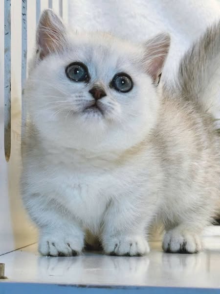 Munchkin
