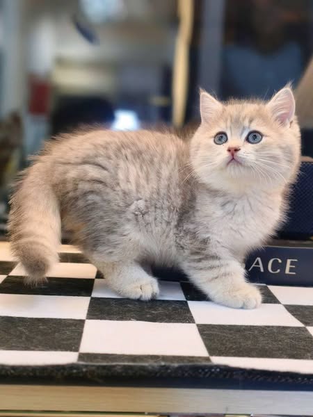 British Shorthair