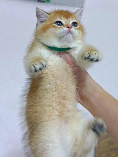 British Shorthair