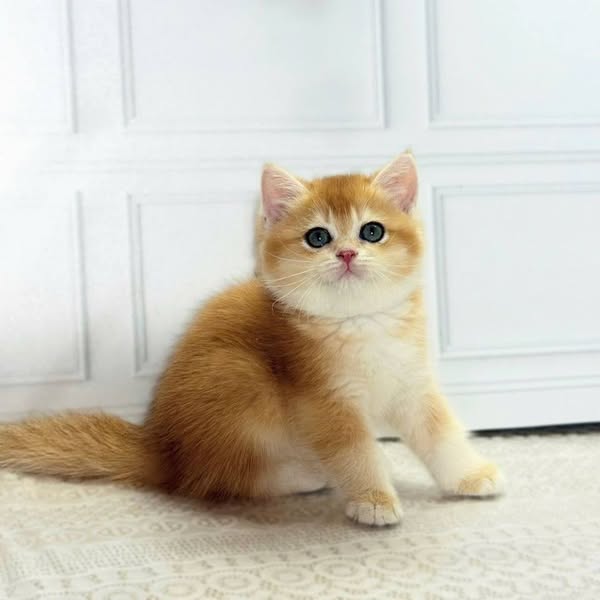 British Shorthair
