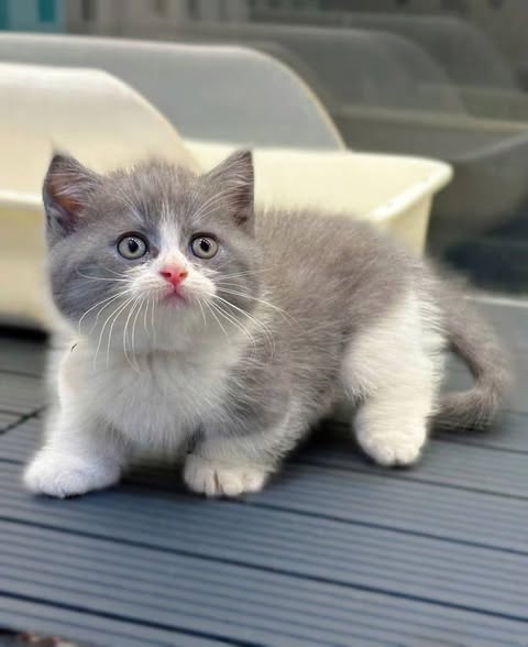Munchkin