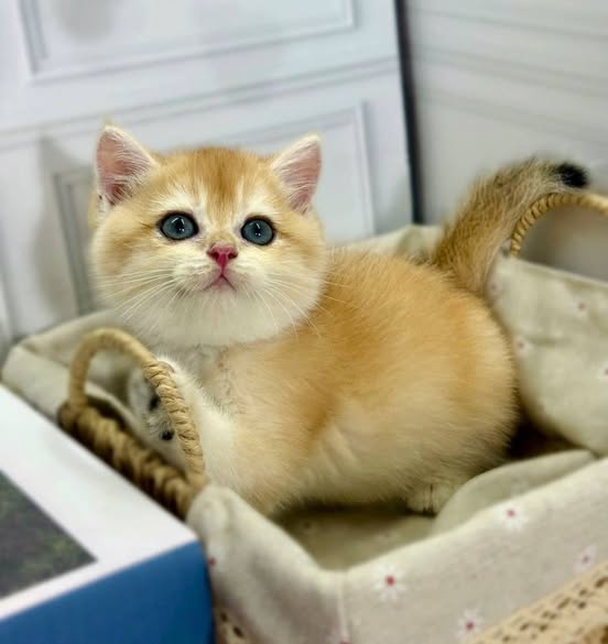 British Shorthair
