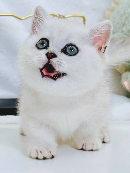 Munchkin