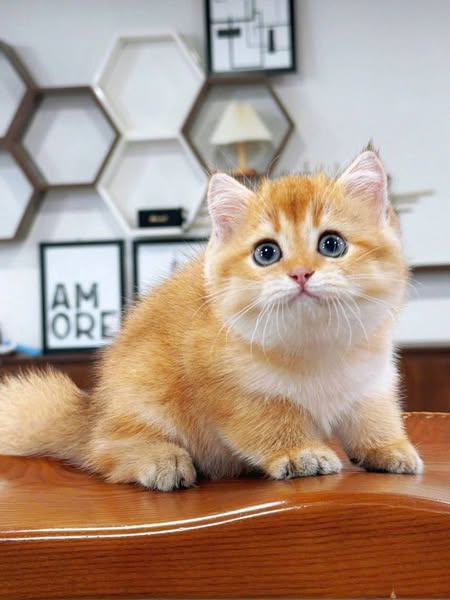 British Shorthair