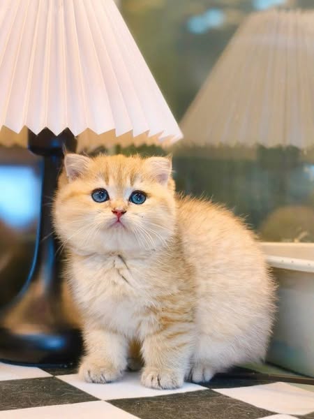 Scottish Fold
