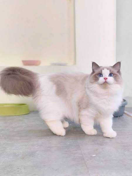 Ragdoll