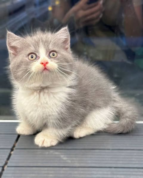 Munchkin