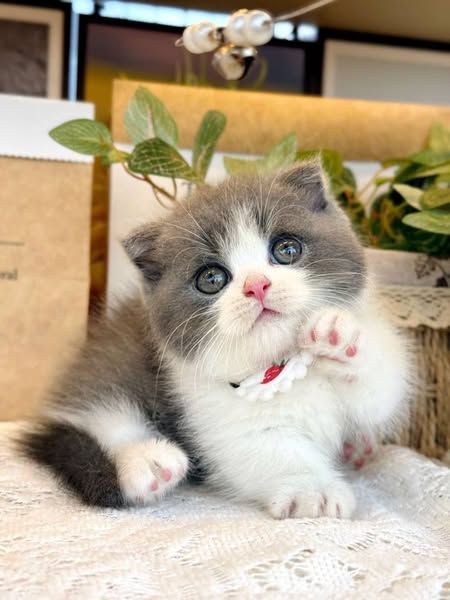 Munchkin Fold