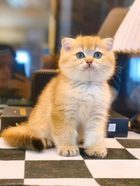 Scottish Fold