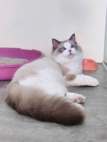 Ragdoll